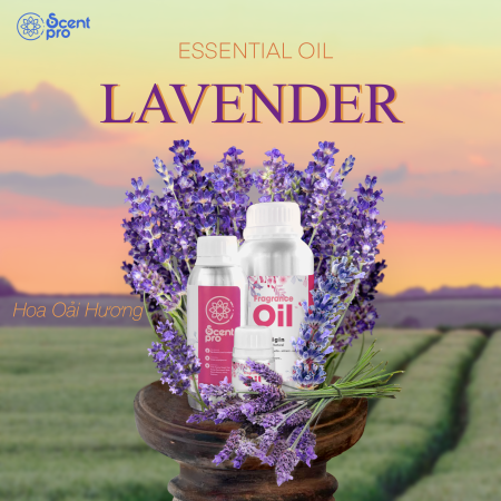 Tinh Dầu Thơm Lavender